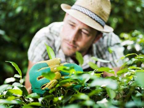 Bickley garden maintenance with clean patios, hedges, and lawns