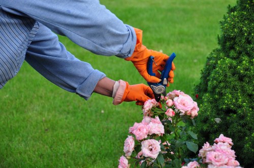 Stump grinding and tree maintenance service in Bickley