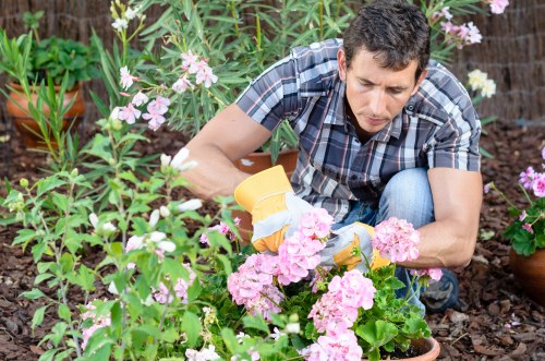 Regular garden upkeep in Bickley including lawn and plant care