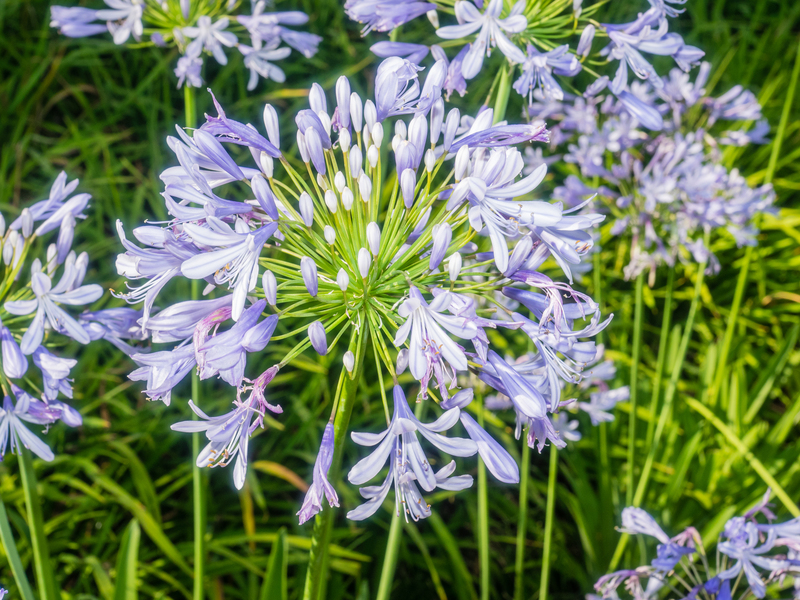 lawn care garden maintenance