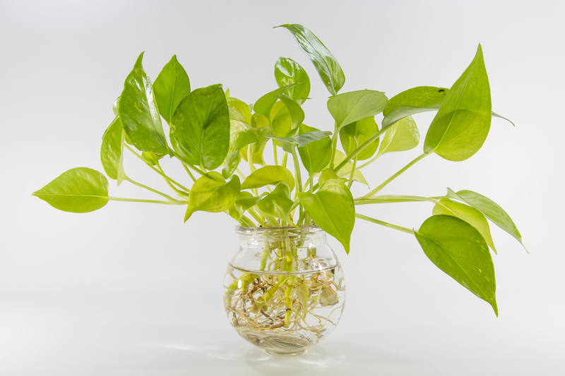 lawn care garden maintenance