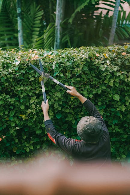 A man wearing a red and white checkered shirt and a dark apron is carefully trimming overgrown bushes along a garden pathway with a long-handled garden shears. The garden features lush green grass, a