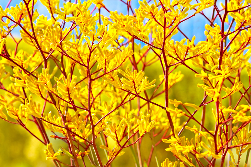 garden design hedge pruning