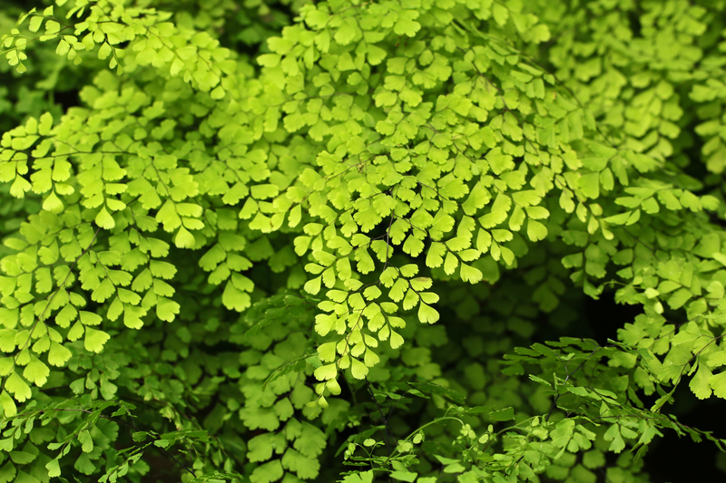 garden maintenance garden design
